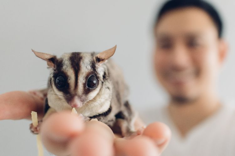 10 Fakta Menarik Sugar Glider, Si Gemas yang Mudah Akrab 