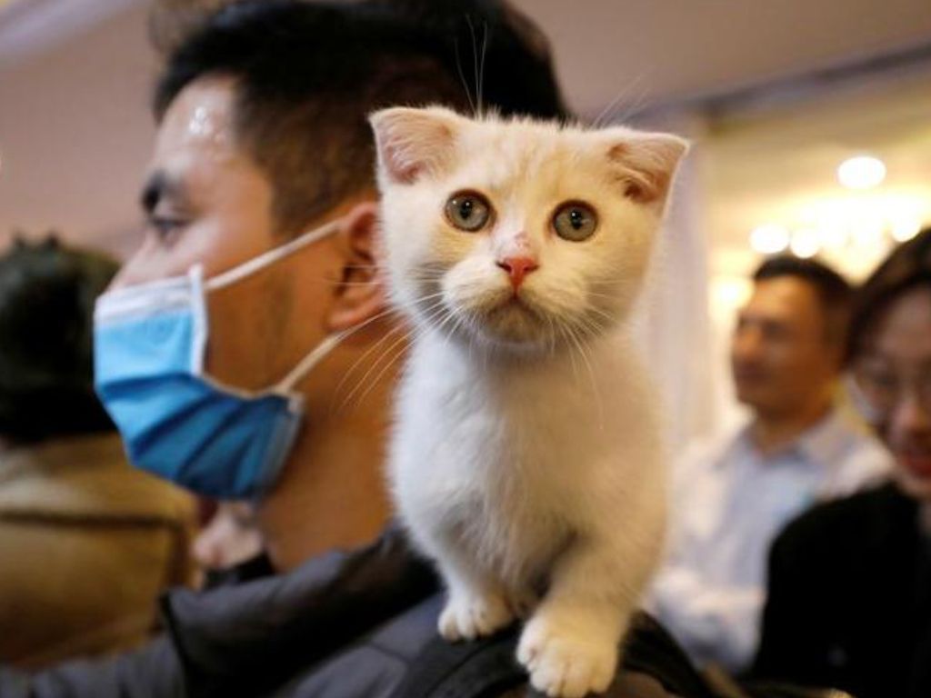 Ilmuwan Beri Tata Cara Berkomunikasi dengan Kucing, Cat Lovers Harus Tau!