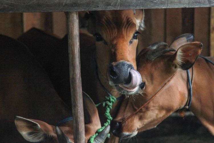 Puluhan Ekor Sapi Mati di Sulbar Diduga Kena Virus Jembrana, Apa Itu?