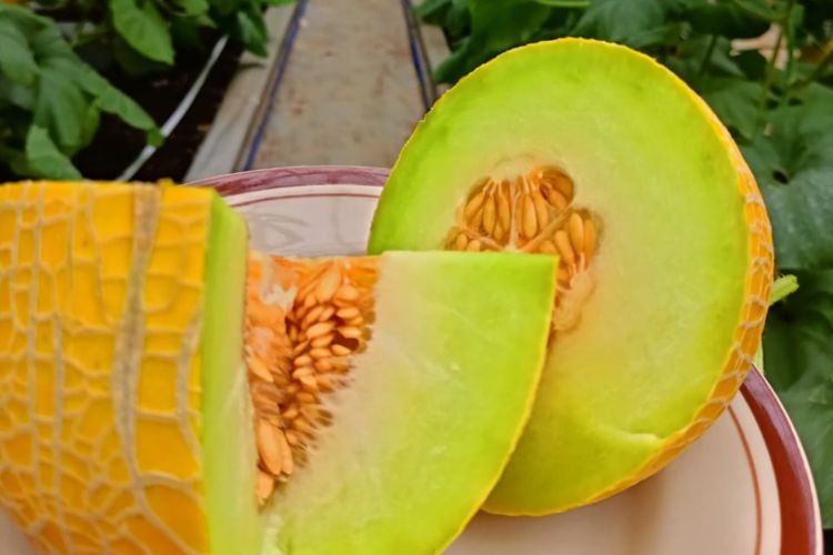 'Golden Emerald' Melon Paling Enak di Dunia Tumbuh Subur di Blora, Gimana Rasanya?