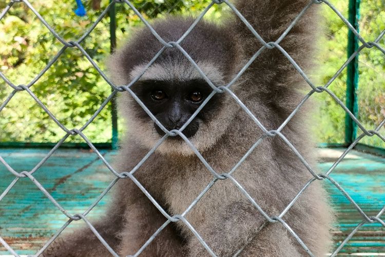 Terancam Punah, Ternyata Owa Jawa Primata yang Paling Setia 