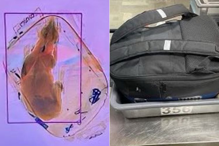 Ketahuan Bawa Anjing di Dalam Ransel, Penumpang Pesawat Ini Dikecam Pecinta Hewan