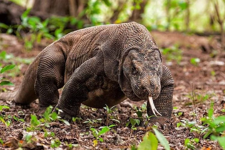 Sempat Bikin Gaduh, Tiket Masuk Pulau Komodo Rp3,75 Juta Resmi Dibatalkan