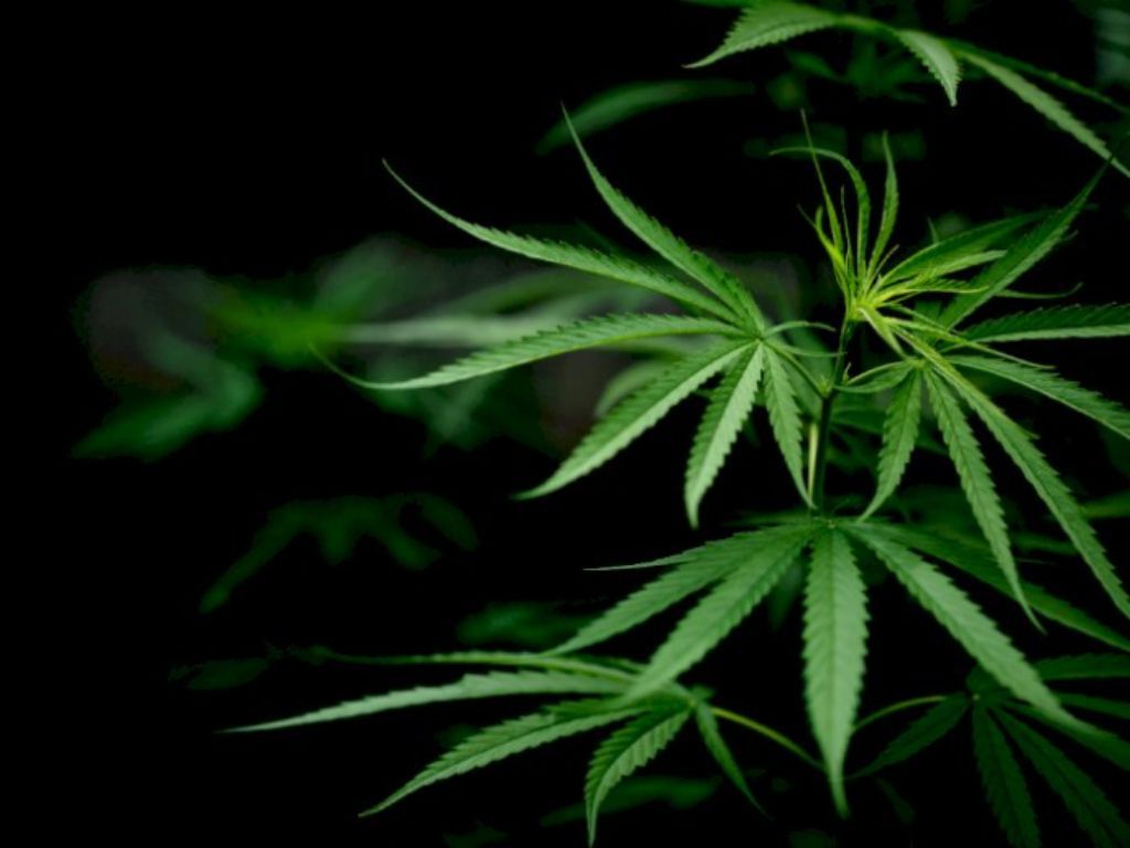 Tembak Pengedar Narkoba di Jaktim, Bareskrim: Dia Edarkan 1 Kg Ganja