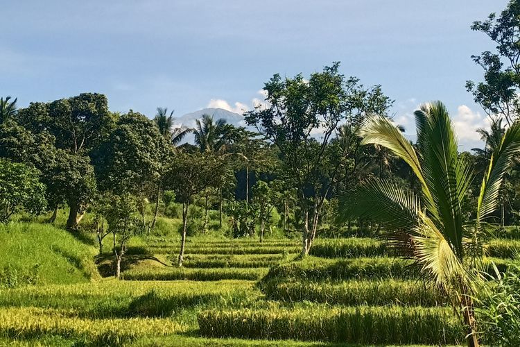 Mengenal Desa Tetebatu di NTB, Desa Terindah di Dunia yang Diakui PBB
