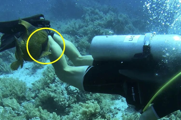Waduh! Pria Ini Digigit Ikan Triggerfish saat Asik Diving di Sharm el-Sheikh Mesir