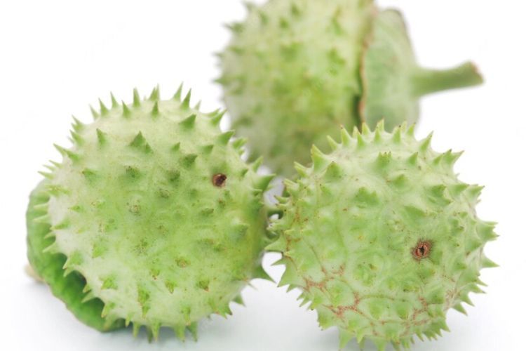 Viral Pria Halusinasi Berhari-hari Usai Makan Buah Kecubung, Ngeri Efeknya Pengaruhi Otak
