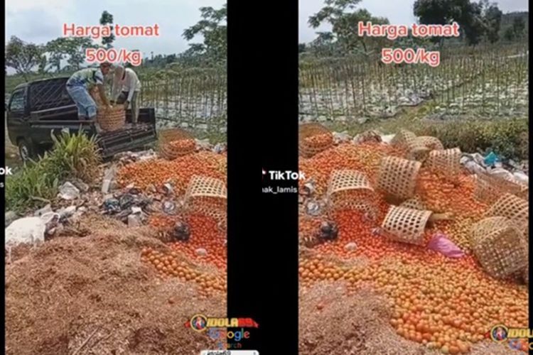 Harga Tomat Anjlok Jadi Rp500 Per Kg, Para Petani Emosi dan Buang Tomat