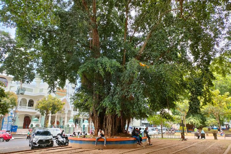Kenapa Pohon Beringin dan Alun-alun Tak Terpisahkan? Ternyata Ini Alasannya!