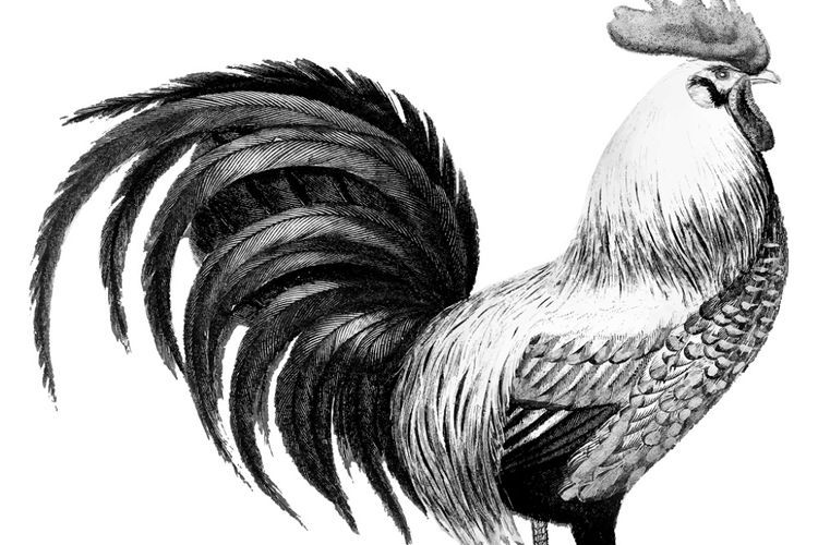 2 Pria India Tewas Tersabet Pisau Sabung Ayam