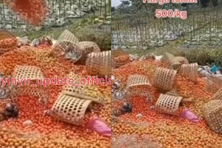 Viral Petani Lampung Barat Buang Tomat ke Jurang, Gara-Gara Harga Anjlok Cuma Rp600 Sekilo