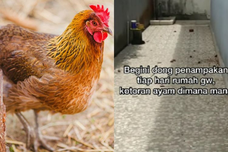 Nyesek! Warganet Curhat Teras Rumah Penuh Kotoran Gara-gara Tetangga Pelihara Ayam