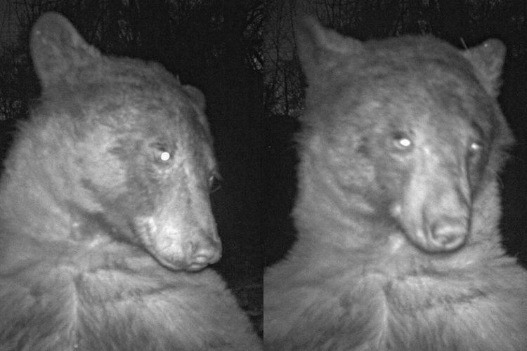 Gemas Sekaligus Takjub! Ilmuwan Temukan 400 Selfie Beruang dalam Kamera CCTV di Hutan