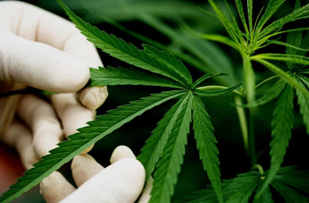 7 Bahaya Ganja bagi Kesehatan yang Wajib Diketahui