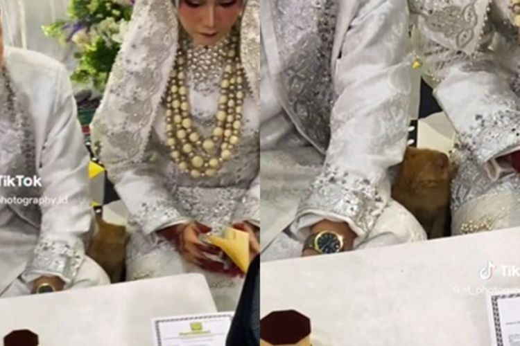 Gemes Banget! 'Kucing Oyen' Ini Datang ke Akad Nikah Majikannya Bak Saksi Pernikahan