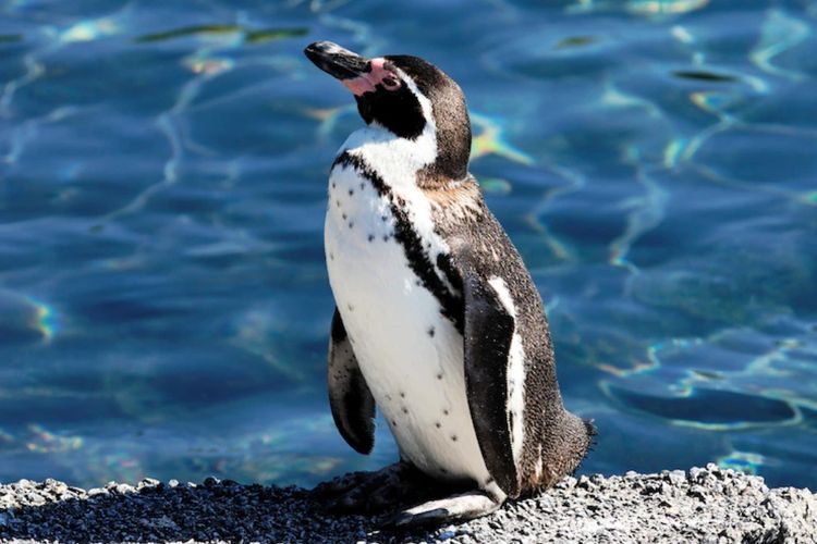 Ada Penemuan Koloni Penguin Baru di Antartika, Terlacak Satelit dari Luar Angkasa