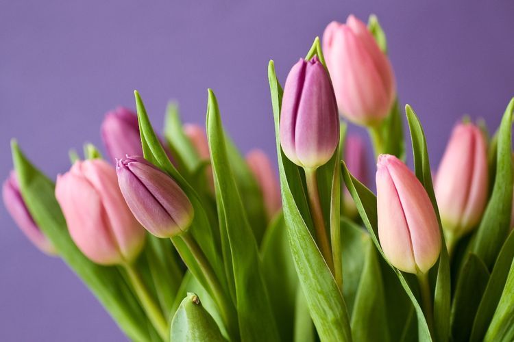 12 Bunga yang Melambangkan Cinta Sejati untuk Hari Valentine