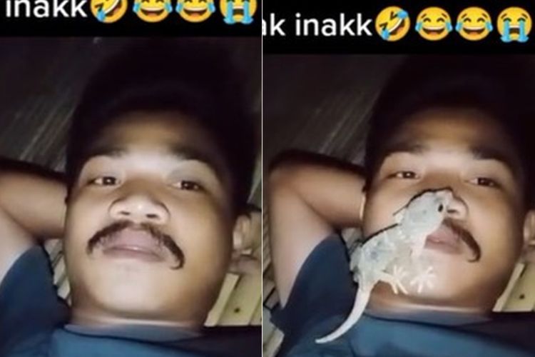 Detik-detik Cowok Ketiban Tokek di Mulut pas Rebahan, Jijik Auto Ngeludah dan Lap Bibir