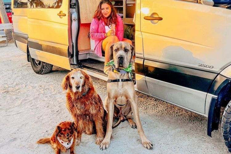Kisah 3 Anjing Traveling Keliling Dunia, Bayar Ratusan Juta Buat Sewa Jet Pribadi