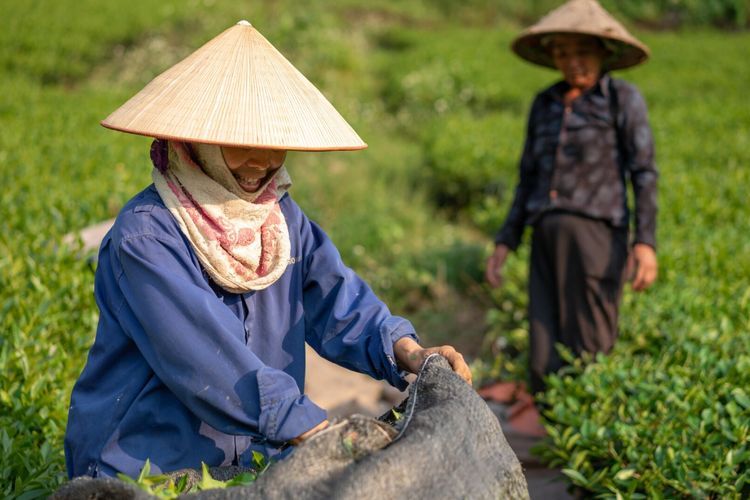 BPS: Index Kesejahteraan Petani NTP Januari 2023 Naik jadi 109,84