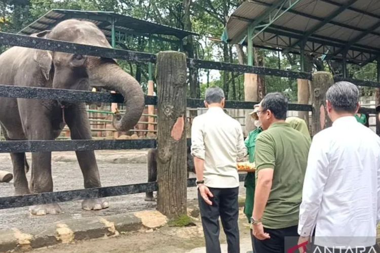 Anak Gajah dan Jerapah di Taman Margasatwa Ragunan Dapat Nama Baru dari Pj Gubernur