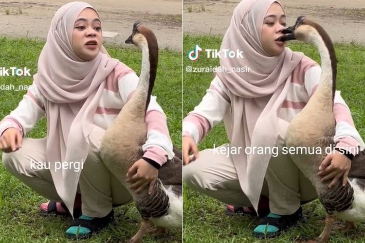 Detik-detik Bibir Cewek Cantik Disosor Angsa dan Kuda, Kasihan tapi Ngakak