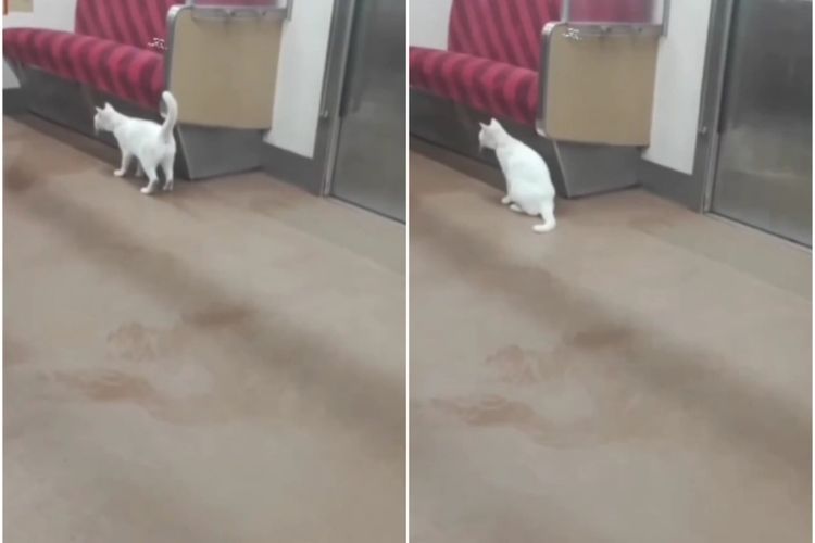 Ada Kucing Naik KRL dari Stasiun Citayam Diturunin di Depok Lama, Netizen Mikirin Anaknya
