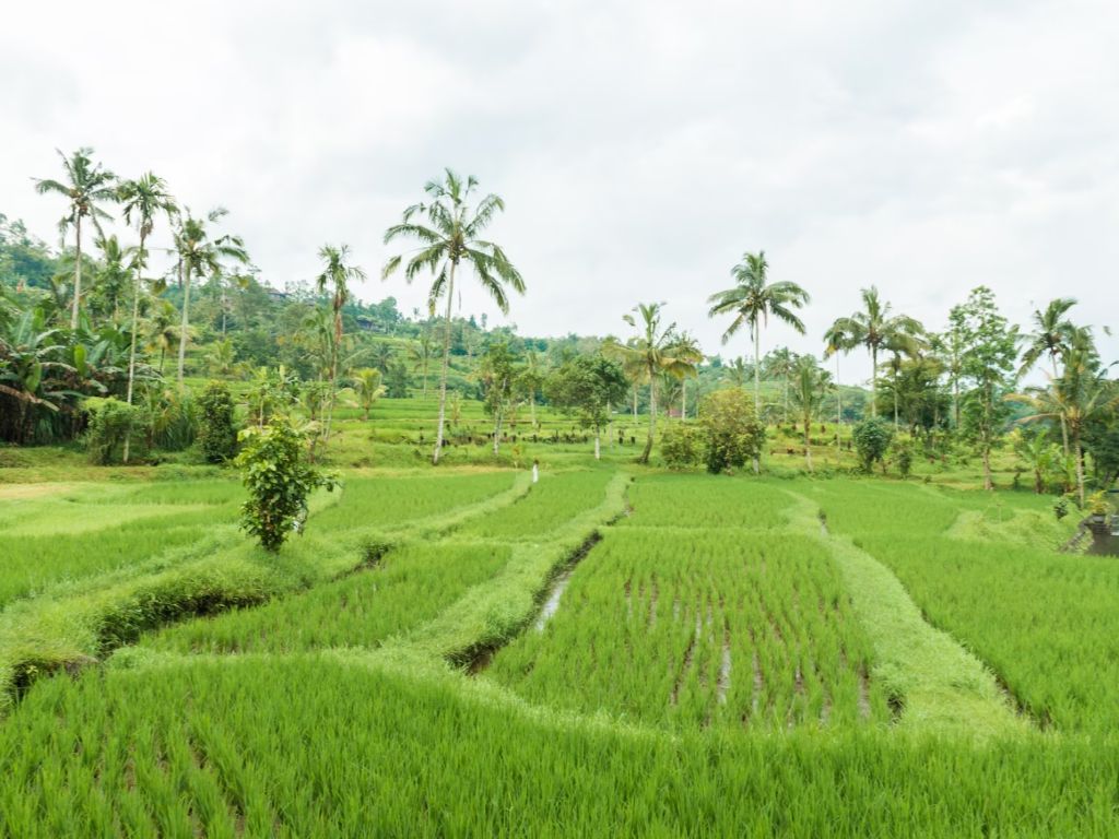 Beras Indonesia Melimpah Ruah, Perpadi Sebut Cari Gabah Sangat Mudah