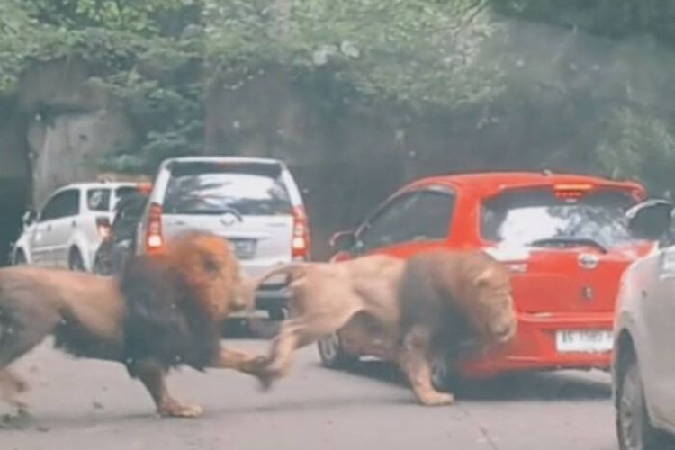 Terkuak! Ternyata Ini Penyebab Singa di Taman Safari Prigen Berkelahi Sampai Tabrak Mobil