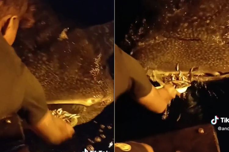 Gemasnya Pria Suapin Ikan Hiu Tutul Makan di Laut, Seru Enggak Pake Drama