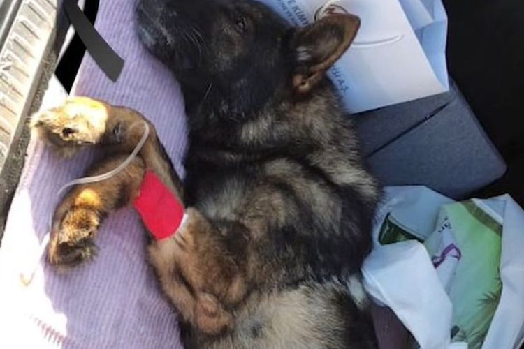 Sedih! Anjing Paling Berani di Dunia Mati saat Selamatkan Korban Gempa di Turki