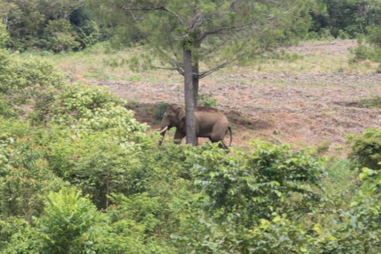 Kian Meresahkan, Konflik Gajah Liar Masuk Pemukiman Lalu Obrak-abrik Padi di Aceh Jaya 