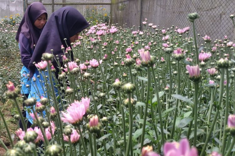 Melihat Surganya Bunga Krisan di Puncak Rembangan Jember, Indah Banget!