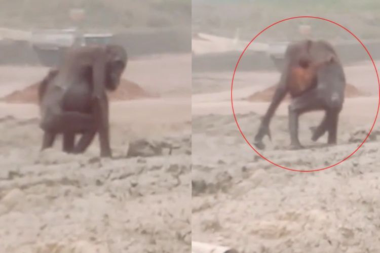 Viral Video Ibu Orangutan Kelaparan Bersama Bayinya Terjebak di Lokasi Tambang Kaltim