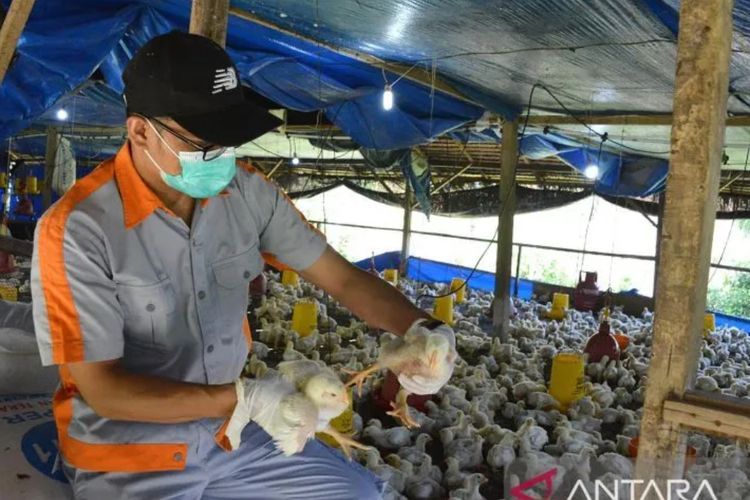 Heboh Kasus Flu Burung pada Anak, IDAI Imbau Terapkan Perilaku Hidup Bersih dan Sehat
