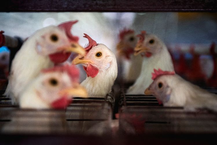 Temukan Ayam Mati di Tengah Ancaman Flu Burung, Ini yang Harus Dilakukan