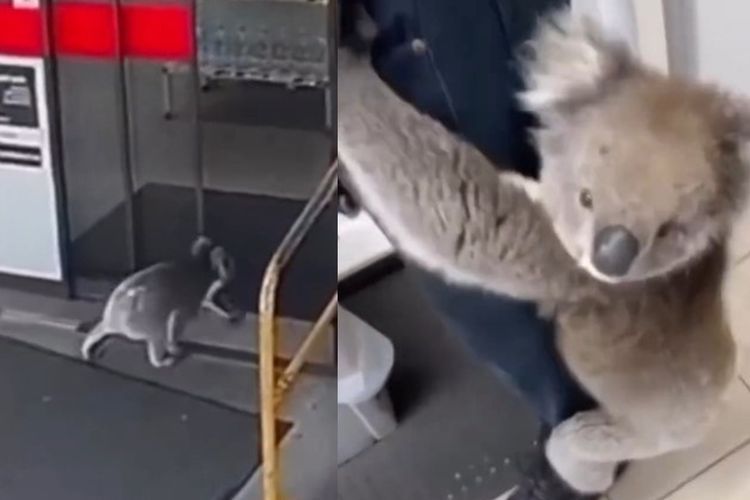 Momen Koala Nyelonong ke Minimarket Pom Bensin, Lucu Sampai Manjat Kaki Pekerja