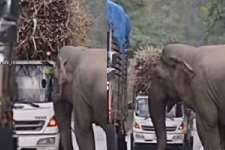 Viral, Momen Kocak Gajah 'Begal' Batang Tebu di Jalan, Sopir Truk Cuma Bisa Pasrah