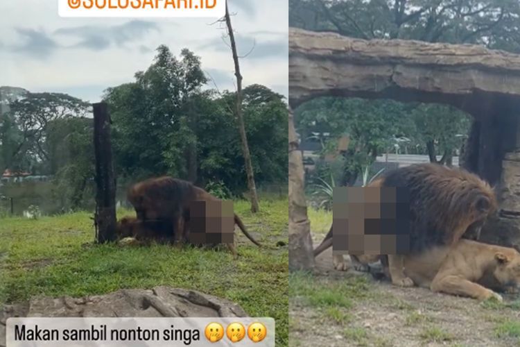 Duh, Ada Singa Kawin di Depan Pengunjung Solo Safari, Gibran Minta Maaf: Bakal Saya Tegur!