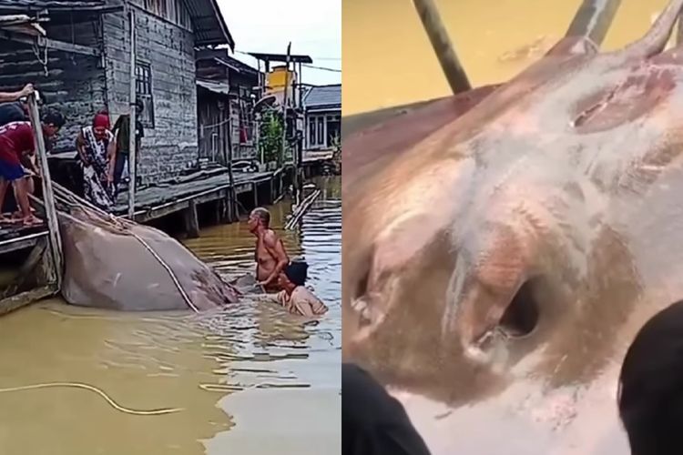 Geger Penemuan Ikan Pari Raksasa, Netizen Kaitkan dengan Mitos Kutukan Anak Durhaka