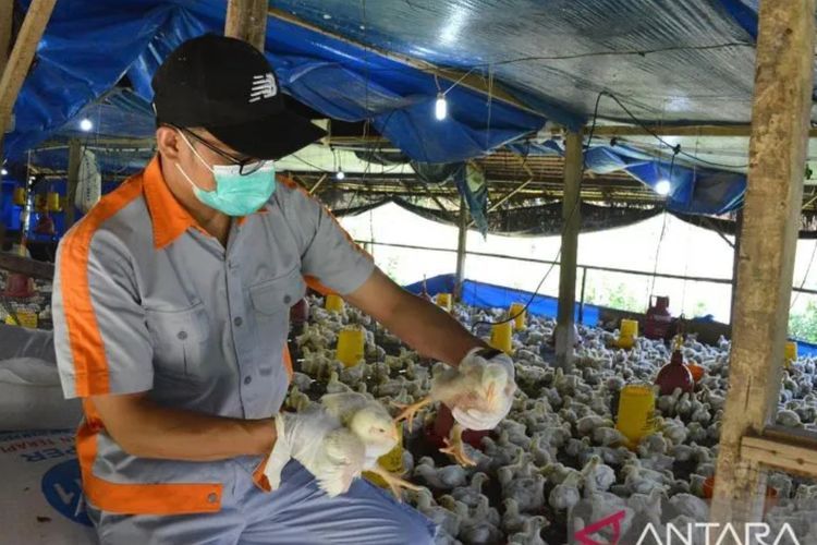 Heboh Kematian Flu Burung, IDI Pastikan Tidak Ada Penularan pada Manusia di Indonesia