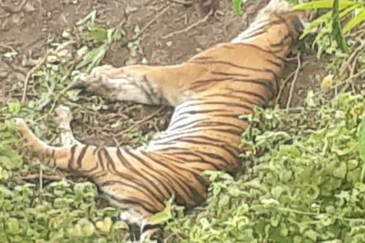 Harimau Sumatera Ditemukan Mati Terjerat di Aceh, Sebelumnya Ada Diracun Warga 