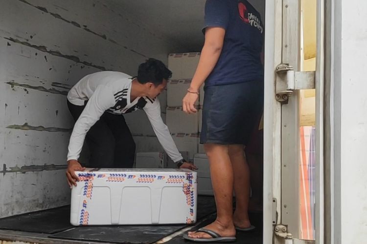Mengintip Aktivitas Pelepasan Benur Udang Vietnam di Kota Lawet Kebumen