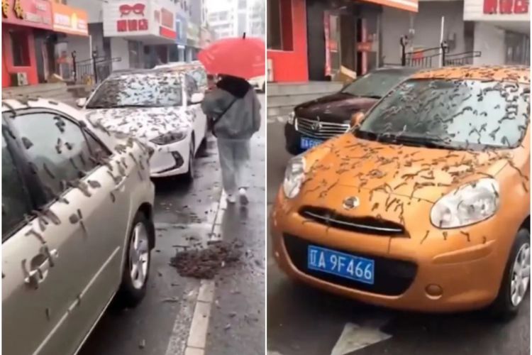 Viral Hujan ‘Cacing’ di China, Netizen Keluarkan Teori Terbaik