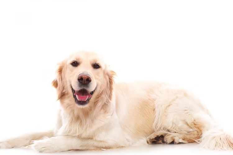 Kebiri Anjing Peliharaan Bisa Bantu Atasi Frustasi, Bikin Hewan Jadi Lemah Cuma Mitos