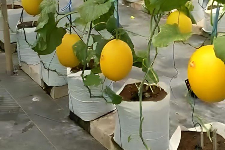 Sulung Farm, Tempat Budidaya Melon Hidroponik 3 Varian di Yogyakarta