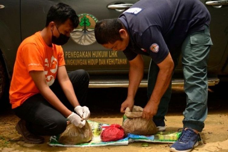 KLHK Tangkap Penjual Sisik Trenggiling di Jambi