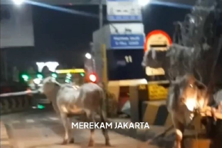 Kecelakaan Truk di Tol Arah Bandara Soetta, Sapi-sapi Berlarian di Jalan