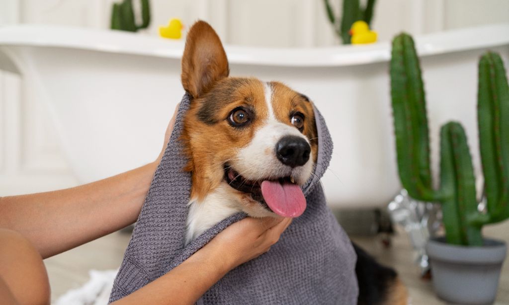 Kenapa Anjing Selalu Menjulurkan Lidahnya? Ternyata Ini Loh 4 Alasannya