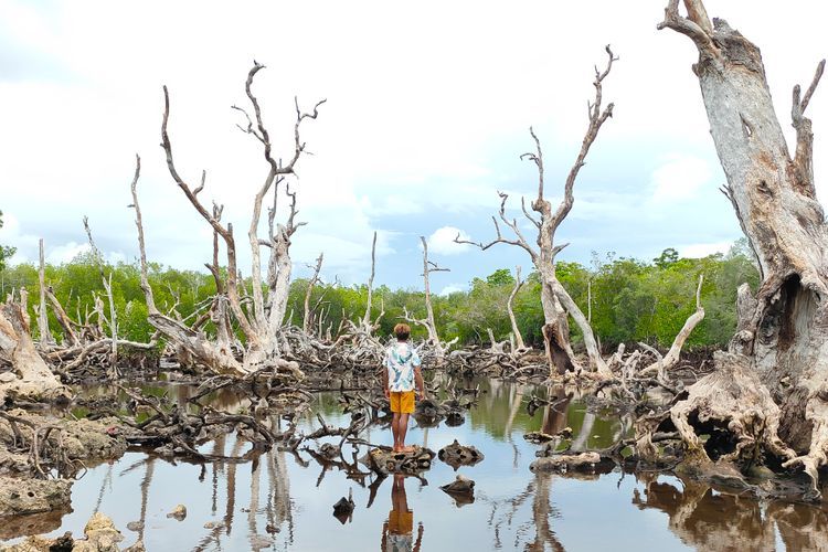 Hutan Mangrove Mati Oebou Rote Ndao, Spot Foto Cantik di NTT